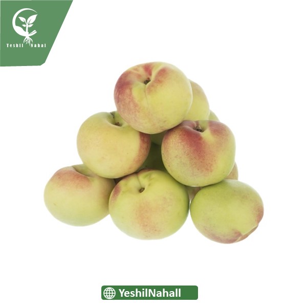 نهال شلیل رفعتی